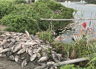 停電12小時 雲林3萬多尾養殖魚暴斃 損失逾百萬