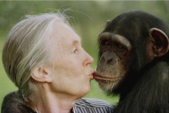 國際動保先驅珍古德辭世 台灣動團：引領台灣動權發展