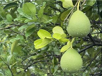 文旦產量逾4萬公噸 農業部助外銷拓展國際市場