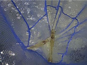 東港蝦藻類種原庫啟用 首批白蝦蝦苗明年出貨