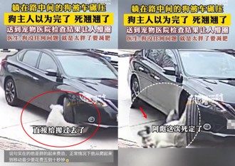 拉不拉多趴路旁惨遭车辗　紧急送医后医生竟「这样说」