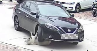 64公斤狗狗被車輾過竟「毫髮無傷」醫嘆：太胖要減肥