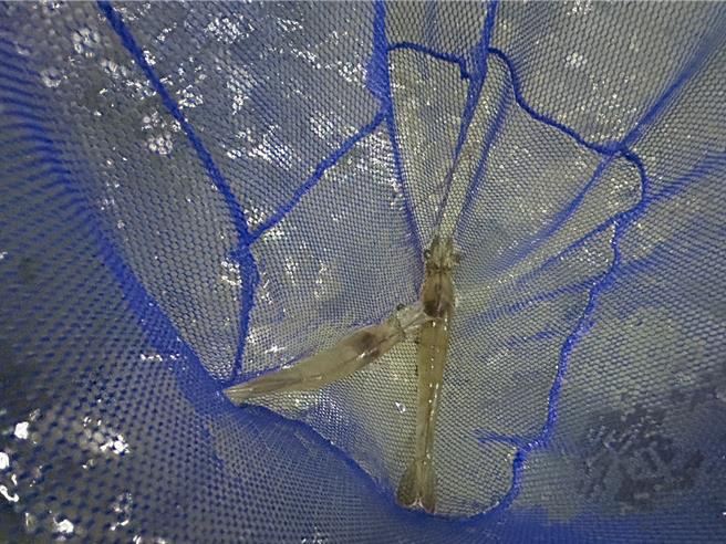 耗時3年打造的「東港蝦藻類種原庫」2日落成啟用，專責保存白蝦、草蝦、泰國蝦等經濟蝦類，預計明年初釋出首批白蝦蝦苗，讓台灣蝦類產業鏈能穩定自給。（謝佳潾攝）