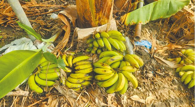 农友感嘆，上品蕉产地价上月就惨跌至每公斤10元，近2周更崩跌至8元，不少人乾脆弃收。（林雅惠摄）