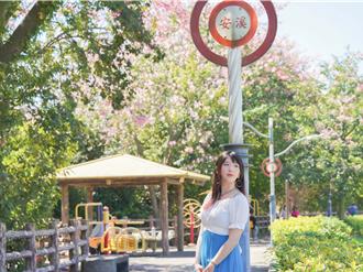 三峡美人树盛装绽放 五瓣裂片宛如秋日樱花