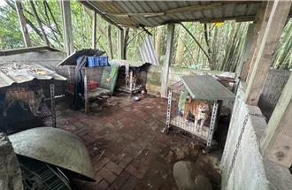 桃園動保處破獲非法繁殖場 救出37隻品種犬