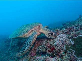 遊小琉球遵「30守則」 全島降速慢行、摸海龜開罰30萬元
