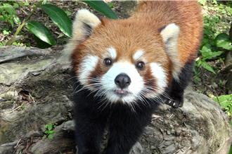 小貓熊「可頌」旅日相親逝世 北市動物園證實：2日清晨病亡