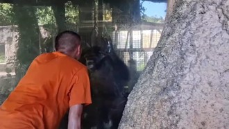 游客挑衅！动物园黑猩猩暴怒捶玻璃　网讥「怎么跑出来了」