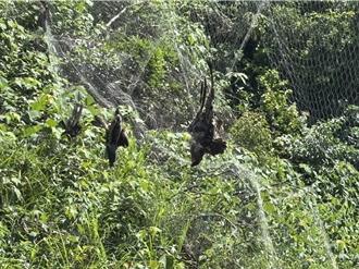基隆山區驚見4黑鳶遭鳥網纏死 架網人最重處5年徒刑