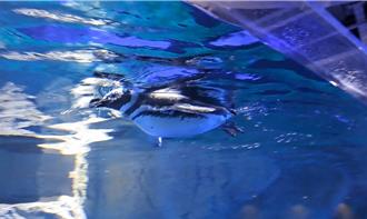 台中海洋館企鵝活動力不足 遭遊客質疑「偷懶」 館方曝原因