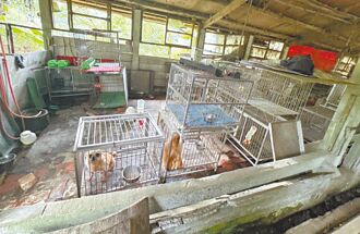 桃園 豬舍非法繁殖犬隻 動保處開罰