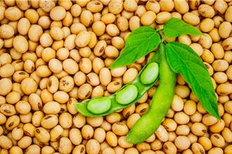 中美關稅戰重創！美國大豆出口暴跌逾五成 農民陷空前危機