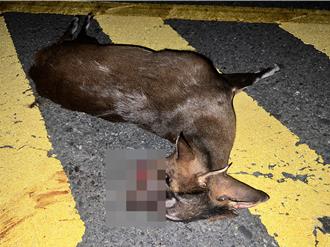 台東大溪多良路段山羌遭路殺 台9線行車安全受威脅