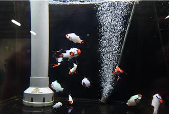 彰化之光！漁青打造小丑魚王國 行銷14國奪十大傑出青年