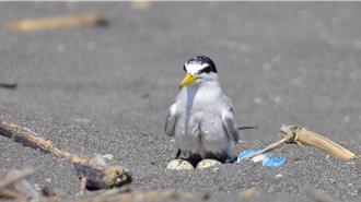 宜蘭小燕鷗繁殖率8成 創10年新高獲海保績優獎