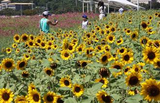 天氣》東北風來了！雙十節大台北局部雨 一周天氣3變化