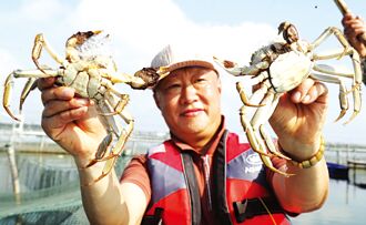 大陸金秋蟹季開跑