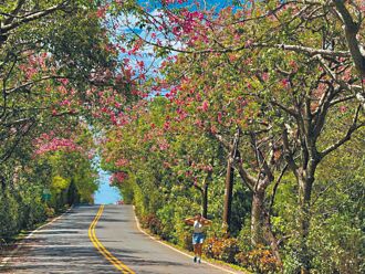 淡水、三峡秋游 美人树浪漫开