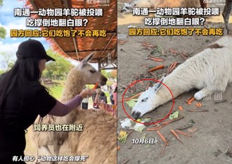 連假驚見草泥馬趴地「翻白眼」 動物園：被餵太飽了
