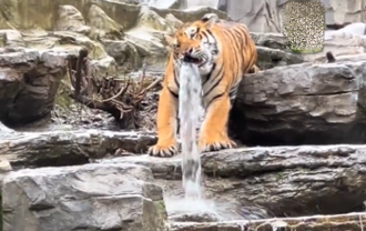 動物園驚現「虎口瀑布」雕像？ 陸遊客見眨眼、擺尾傻了
