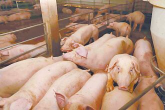 廚餘發電難度高 學者指餵豬最好