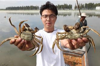 练就火眼金睛！陆「挑蟹师」炙手可热 薪资上看85K