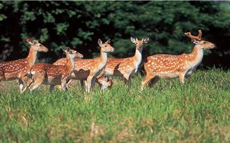 墾丁梅花鹿30年暴增16倍！復育成功卻衝擊森林與交通