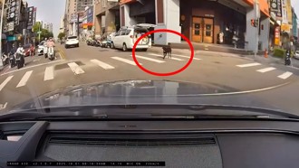 轎車轉彎禮讓小黑「過馬路」　網友調侃：很多人連狗都不如