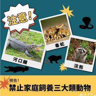 飼主注意！農業部預告禁養641種動物 浣熊、河口鱷上榜