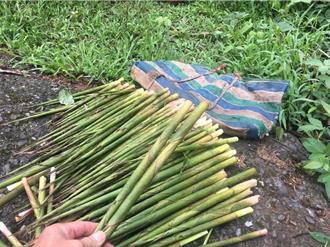 为了120元箭竹笋！ 男子持刀偷割遭判刑「结果出炉」