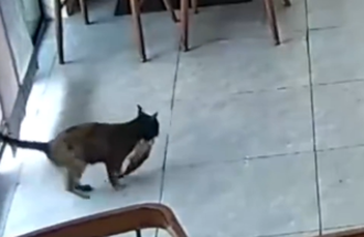 浪貓中秋節前「刁魚送禮」？ 陸老闆揭懂人情世故真相