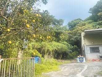 彰化 遭詐千萬賣房破產失聯 果園尋獲已成紅衣枯骨