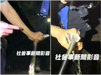 5山友柴山抓黑眉錦蛇嬉鬧 鐵棍撐嘴、強拉合影 恐挨罰30萬