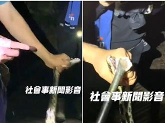 夜爬柴山抓保育類「黑眉錦蛇」撐嘴拍照 山友發聲：願接受處罰