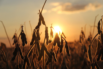 美農民哭慘！陸復仇…1粒大豆都沒買 曝「斷單」失血慘況