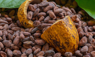 巧克力恐涨价！全球最大可可产地 爆60年最惨缺货潮