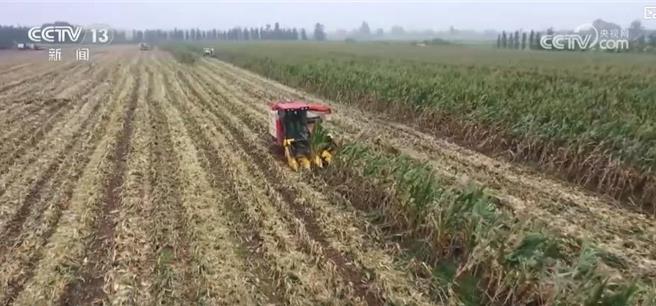 陆南北冰火两重天迎战漫长秋雨又抢又保秋收秋种。图为山东郯城县红花镇履带式收割机开足马力对大地块玉米集中收穫。（大陆央视）