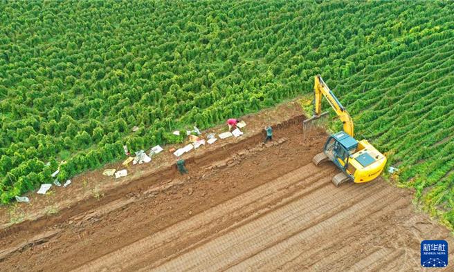 陆南北冰火两重天迎战漫长秋雨又抢又保秋收秋种。图为10月11日河南省焦作市孟州市城伯镇西后津村农民在田间抢收铁棍山药。（新华社）