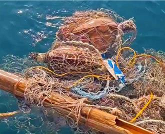海洋死亡長城再惹禍！澎湖父子漁民驚險搶救2海龜
