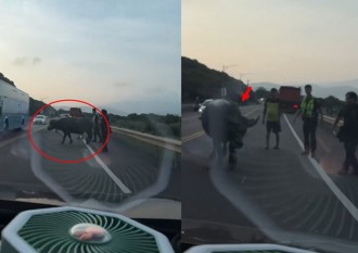 連假出遊遇「牛魔王逛大街」 北海岸車流回堵都是因為牠