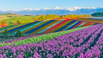 觀光客多錢卻沒留下！北海道美瑛町向台東池上取經