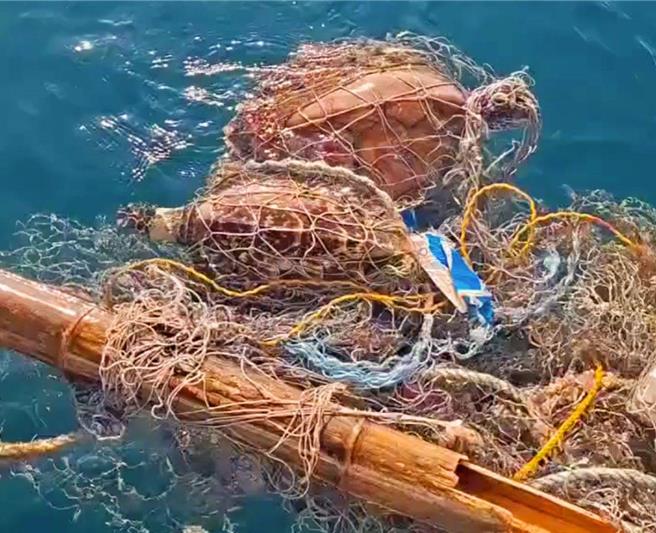 花屿渔民顏兴德父子11日出海捕鱼，发现废弃渔网缠绕两只海龟。（顏兴德提供／许逸民澎湖传真）