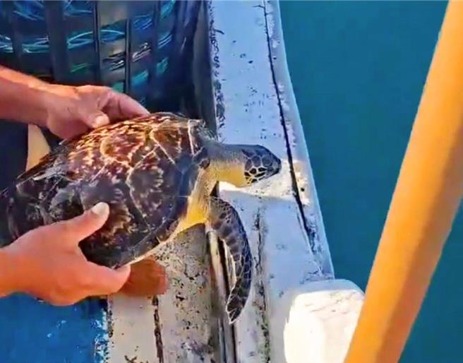 花屿渔民顏兴德父子11日当被废弃渔网缠绕的海龟「解套」后放生，图为玳瑁。（顏兴德提供／许逸民澎湖传真）