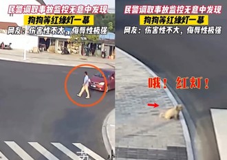 男子無視紅燈遭撞飛！ 警看監視器驚嘆：人不如狗！