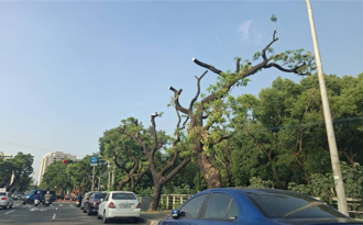 楠梓學專路林蔭大道遭斷頭 樹藝師批恐害樹衰弱與安全疑慮