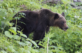 日本溫泉街熊出沒！「緊急用槍4條件」2個不符合
