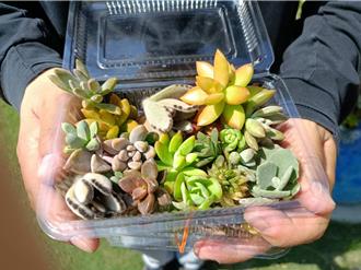 多肉植物成療癒新寵 彰化青農曝養護秘訣