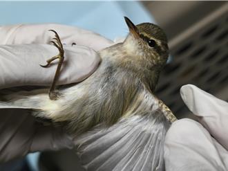 「極北柳鶯」迷航林口！動保處即刻救援助重返天際