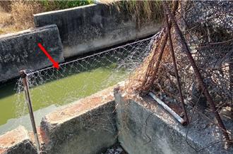 防綠鬣蜥啃紅豆 屏東補助農民設圍網 最高可領2000元